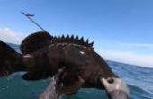海南小伙到外海赶海，潜水打到15斤的石斑鱼，不火真没天理了(8.3分生活片)