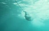 男子去深海潜水，结果遇上大鲨鱼，只能在水中惊险逃命(8.3分电影片)