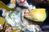 赶海小伙潜水抓龙虾，连抓了两只深海龙虾王，还捡了头名贵的黑金鲍(8.3分生活片)