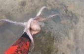 海南小哥潜水捕捞好几种海鲜，青口螺 海胆 ，还在浅水区抓到一只大章鱼，回去直接露天烧烤(8.3分生活片)