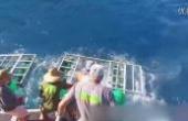 惊险，大白鲨撞破潜水员的笼子，潜水员最终安全逃生(8.3分资讯片)