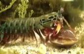美国朋友：潜水爱好者深海拍摄皮皮虾吃贝壳，打不开用钳子敲，这“智商”超乎想象啊！(8.3分生活片)