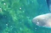 美国小伙潜水打鱼，被鲨鱼盯上了，拍下全程与鲨鱼搏斗的一幕，幸好不是大鲨鱼。(8.3分生活片)