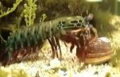 美国潜水爱好者深海拍摄皮皮虾吃贝壳，打不开用钳子敲，这智商超乎想象啊！(8.3分生活片)
