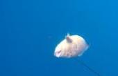渔民小伙潜水赶海，在海底拿下一条48斤的“石斑王”，市场价值上万(8.3分生活片)