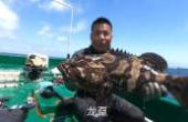 渔民小伙潜水赶海，一趟打了将近30斤渔获，光这条7斤龙趸就值2000(8.3分生活片)