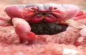潜水爱好者深海实拍，螃蟹妈妈在吃自己的蟹宝宝，自已生的自已吃！(8.3分生活片)