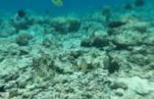 马尔代夫潜水视频(8.3分生活片)