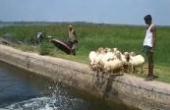 巴基斯坦农村，一直以为羊不会水，原来羊不仅会游泳还会潜水(8.3分旅游片)