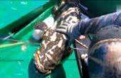 广东兄弟潜水赶海，捕获一条30斤重的“龙趸王”，卖出去至少3000块(8.3分生活片)