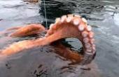 潜水赶海，狩猎巨型章鱼，发财了(8.3分娱乐片)