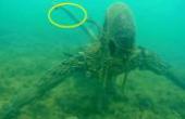 情侣在海底潜水，发现一只“水下怪物”，有一条2.3米长尾巴！(8.3分旅游片)