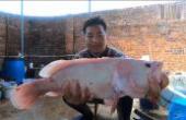 广东渔民潜水赶海，刚打到条4斤的龙趸鱼，又来了条7斤2两的白石斑(8.3分生活片)