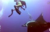 科学家潜水紧急解救被渔网缠住的“海洋熊猫”蝠鲼(8.3分拍客片)