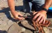 沿海觅食探索-潜水蜘蛛蟹和龙虾与海滩煮熟康沃尔郡(8.3分生活片)