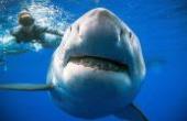小伙海下潜水，竟发现巨型“大白鲨”，场面极其残忍(8.3分生活片)