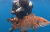 阿雷远海潜水挑战40米水深，捕获上千块一斤的大鱼，直呼发财了(8.3分体育片)