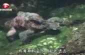 游泳健将海鬣蜥，为寻觅食物，可潜水长达一小时(8.3分资讯片)