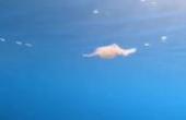 美国潜水爱好者深海拍的这个水圈为什么会卷住水母？这是什么原理谁能告诉我？(8.3分生活片)
